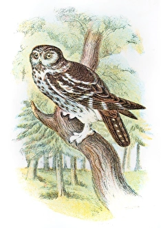 <b class=qtipBold><figcaption>Boreal owl engraving 1896</figcaption></b><br>Lloyd's Natural History - A Hand Book to the Birds of Great Britain by R. Bowlder Sharp - London 1896<br><em>© Roberto A Sanchez</em> Boreal owl engraving 1896