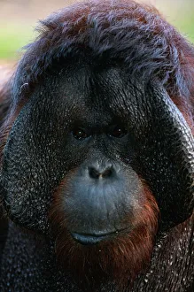 Borneo orang utan (Pongo pygmaeus) close up, captive, Borneo, Indonesia Borneo orang utan (Pongo pygmaeus) close up, captive, Borneo, Indonesia
