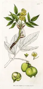 Herbal Medicine Illustration Prints: Bladdernut tree