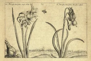 Botanical Illustrations Prints: Botanical art print, Rush leaved narcissus