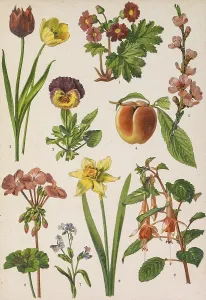 Botanical Illustrations Prints: Colored board with drawings of different plants