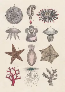 Fine Art Print of 1880 Echinoderms and Cnidarians