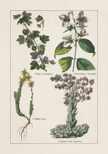 Botanical Illustrations Prints: Magnoliids, Hydrangeaceae, Crassulaceae, chromolithograph, published in 1895