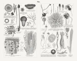 Botanical Illustrations Prints: Mycelium of mushrooms (greatly enlarged), wood engravings, published in 1897
