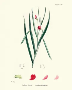 Botanical Illustrations Prints: Natural History, Flora, Lathyrus nissolia, grass vetchling or grass pea
