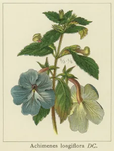 Botanical Illustrations Prints: Old chromolithograph illustration of Botany