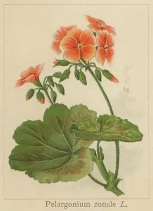 Botanical Illustrations Prints: Old chromolithograph illustration of Botany, geranium, horseshoe geranium
