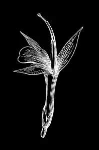 Botanical Illustrations Prints: Old engraved illustration of Botany, ginger family (Zingiberaceae)