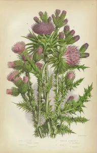 Prints of Very Rare, Beautifully Illustrated Antique Engraved Thistle, Milk Thistle, Musk Thistle, Victorian Botanical Illustration Victorian Botanical Illustration Related Prints: Rare Victorian Thistle Print, 1846 Engraving