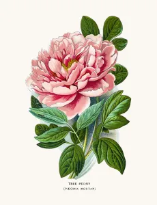 Botanical Illustrations Online Prints: Tree peony