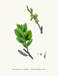 Digitally Restored Artwork Online Prints: Willow tree
