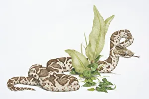 Bothrops atrox, Common Lancehead or Fer-de-lance Snake slithering around green plant Bothrops atrox, Common Lancehead or Fer-de-lance Snake slithering around green plant