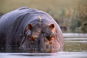 Botswana, Ngamiland, Okavango Delta, hippopotamus (Hippopotamus amphibius) Botswana, Ngamiland, Okavango Delta, hippopotamus (Hippopotamus amphibius)