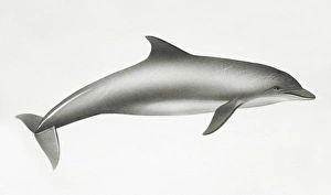 Bottlenose Dolphin, Tursiops truncatus, side view Bottlenose Dolphin, Tursiops truncatus, side view