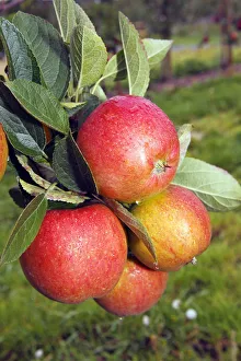 Braeburn Apples (Malus domestica) growing on an apple tree, fruit-growing region Altes Land, Lower Saxony, Hamburg Braeburn Apples (Malus domestica) growing on an apple tree, fruit-growing region Altes Land, Lower Saxony, Hamburg