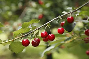 Branch with ripe Wild Cherries or Sweet Cherries -Prunus avium-, Pretzfeld, Franconian Switzerland, Upper Franconia Branch with ripe Wild Cherries or Sweet Cherries -Prunus avium-, Pretzfeld, Franconian Switzerland, Upper Franconia