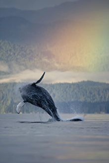 Breaching Humpback Whale and Rainbow, Alaska Breaching Humpback Whale and Rainbow, Alaska