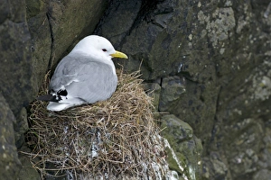 Breeding Black-legged Kittiwake-Rissa tridactyla-, Mykines, Faroe Islands, Denmark Breeding Black-legged Kittiwake-Rissa tridactyla-, Mykines, Faroe Islands, Denmark