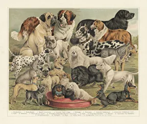 Breeds of dogs, chromolithograph, published in 1897 Breeds of dogs, chromolithograph, published in 1897