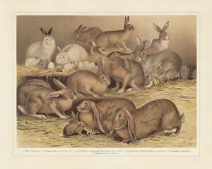 Breeds of domestic rabbits, chromolithograph, published in 1897 Breeds of domestic rabbits, chromolithograph, published in 1897