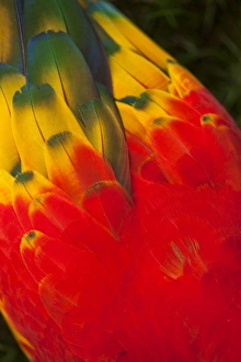Brightly Coloured Scarlet Macaw Feather Art Brightly Coloured Scarlet Macaw Feather Art