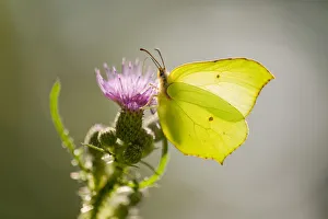 Brimstone -Gonepteryx rhamni- sucking nectar, Lower Saxony, Germany Brimstone -Gonepteryx rhamni- sucking nectar, Lower Saxony, Germany