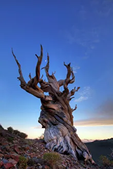 Collections/gallo image collection gallo landscapes/bristlecone pine tree sunset white mountains Collections/gallo image collection gallo landscapes/bristlecone pine tree sunset white mountains