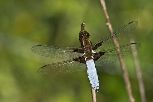 Broad-bodied Chaser or Broad-bodied Darter -Libellula depressa-, male, Burgenland, Austria Broad-bodied Chaser or Broad-bodied Darter -Libellula depressa-, male, Burgenland, Austria