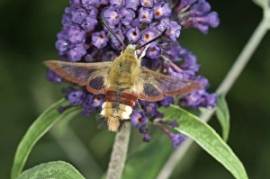 Broad-bordered Bee Hawk-moth -Hemaris Fuciformis- on Summer Lilac or Butterfly-bush -Buddleja-, Baden-Wurttemberg Broad-bordered Bee Hawk-moth -Hemaris Fuciformis- on Summer Lilac or Butterfly-bush -Buddleja-, Baden-Wurttemberg