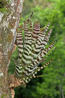 Bromeliad -Aechmea zebrina-, native to Ecuador, Tiputini rain forest, Yasuni National Park, Ecuador, South America Bromeliad -Aechmea zebrina-, native to Ecuador, Tiputini rain forest, Yasuni National Park, Ecuador, South America