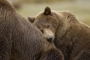 Brown Bear Cub, Katmai National Park, Alaska Brown Bear Cub, Katmai National Park, Alaska