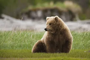 Brown bear, Katmai National Park, Alaska, USA Brown bear, Katmai National Park, Alaska, USA