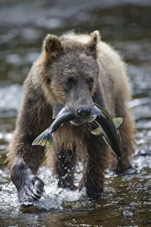 Brown Bear and Salmon, Pavlof Harbor, Alaska Brown Bear and Salmon, Pavlof Harbor, Alaska