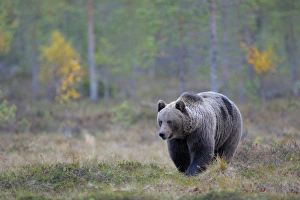 Brown Bear -Ursus arctos- in the autumnally coloured taiga or boreal forest, border area to Russia, Kuhmo, Karelia Brown Bear -Ursus arctos- in the autumnally coloured taiga or boreal forest, border area to Russia, Kuhmo, Karelia