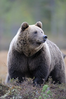 Brown Bear -Ursus arctos-, border area to Russia, Kuhmo, Karelia, Finland Brown Bear -Ursus arctos-, border area to Russia, Kuhmo, Karelia, Finland