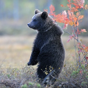 Brown Bear -Ursus arctos- cub standing on its hindlegs in the autumnally coloured taiga or boreal forest Brown Bear -Ursus arctos- cub standing on its hindlegs in the autumnally coloured taiga or boreal forest