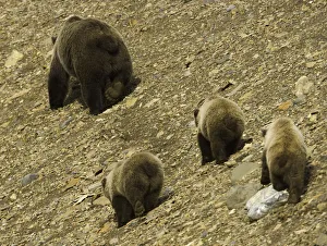 Brown bear (Ursus arctos) and three cubs on shingle scree, rear view Brown bear (Ursus arctos) and three cubs on shingle scree, rear view