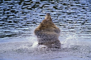 Brown bear (Ursus arctos) shaking water from fur, rear view Brown bear (Ursus arctos) shaking water from fur, rear view
