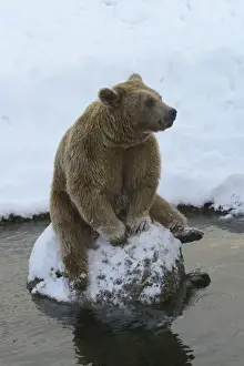 Brown Bear Print - Captive Scene at Langenberg Wildlife Park