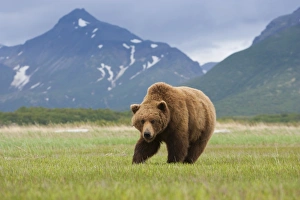 Brown bears, Katmai National Park, Alaska, USA Brown bears, Katmai National Park, Alaska, USA