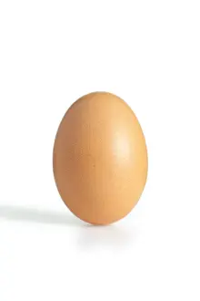 Copy Space Studio Shot Prints: A brown egg