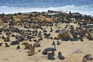 Brown Fur Seals or Cape Fur Seals -Arctocephalus pusillus- on the beach, Cape Cross, Erongo Region, Namibia Brown Fur Seals or Cape Fur Seals -Arctocephalus pusillus- on the beach, Cape Cross, Erongo Region, Namibia