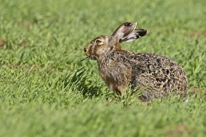 Brown hare -Lepus europaeus- sitting in grass, Burgenland, Austria, Europe Brown hare -Lepus europaeus- sitting in grass, Burgenland, Austria, Europe