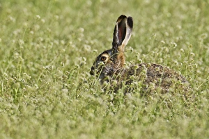 Brown hare -Lepus europaeus- sitting in meadow, Burgenland, Austria, Europe Brown hare -Lepus europaeus- sitting in meadow, Burgenland, Austria, Europe