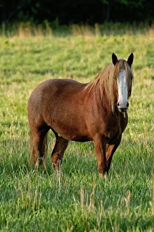 A brown horse is standing in a green grass field A brown horse is standing in a green grass field