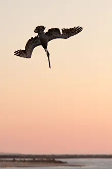 Nature wildlife/michael l baird photography/brown pelican diving Nature wildlife/michael l baird photography/brown pelican diving