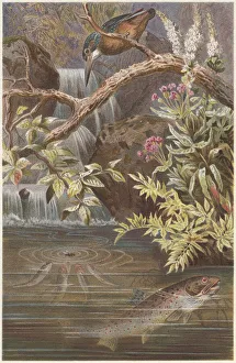 Brown trout and Kingfisher, lithograph, published in 1884