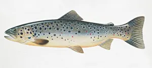 Brown Trout, Salmo trutta, side view
