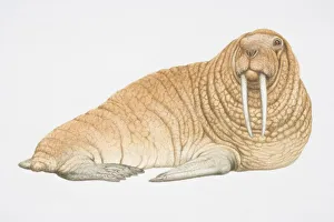 Brown walrus (Odobenus rosmarus) with two large tusks, looking ahead Brown walrus (Odobenus rosmarus) with two large tusks, looking ahead