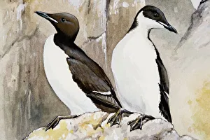 Bruennichs guillemot (Uria lomvia), two birds perching on a rock, looking away Bruennichs guillemot (Uria lomvia), two birds perching on a rock, looking away